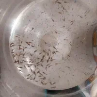 ماهی گوپی|ماهی|تهران, بهداشت|دیوار