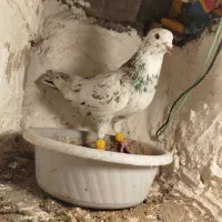 کبوتر هفت رنگ|پرنده|بوئین زهرا, |دیوار