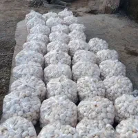 قارچ درجه یک صادراتی|خوردنی و آشامیدنی|کرج, چمن|دیوار