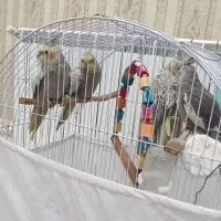 عروس هلندی بالغ یک جفت همراه  با یک جفت  جوجه|پرنده|سرشیو, |دیوار