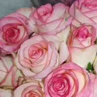 رز عمده از ۴۰۰ تا ۱/۲۰۰ بستگی ب قد و سرگل|گل و گیاه طبیعی|شیراز, رکنآباد|دیوار