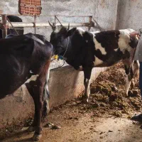 گاو کوچیک دو دندانه قربانی