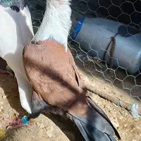 یک عدد کفتر مخملی ماده اصلی به فروش می رسد