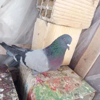 کبوتر نر به شرط همچی