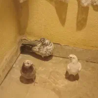 کفتر مسافتی