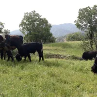 نیازمند چوپان برای گاو