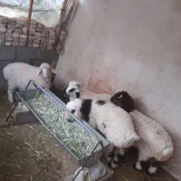 بره نرماده شیرازی دوقلو سبک خشکل برا نگهداری