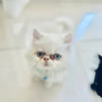 گربه