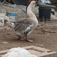 قوغاز اصیل|حیوانات مزرعه|سورک, |دیوار