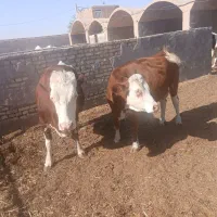 گاوشیری سیمنتال|حیوانات مزرعه|یزد, |دیوار