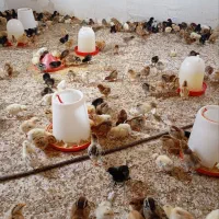 جوجه گلپایگان