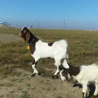 نر و مآده میباشند یک جفت|حیوانات مزرعه|گنبد کاووس, |دیوار