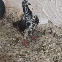 کبوتر کشکی یا بزک