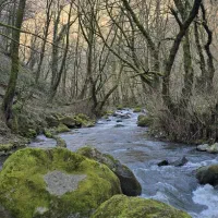 تور تفریحی شمال گردی همرا با موسیقی زنده