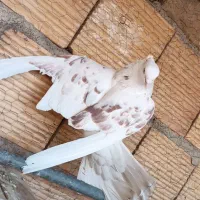 کفتر|پرنده|قم, نیروگاه|دیوار