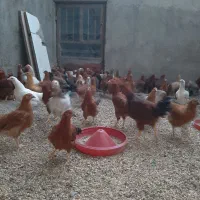 مرغ تخم گذار ، خروس گلپایگان