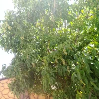 کلیه خدمات باغبانی و فضای سبز صفر تا صد|خدمات باغبانی و درختکاری|مشهد, فلسطین|دیوار