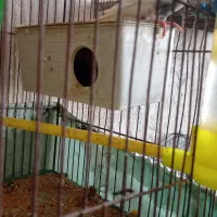 مرغ عشق فروشی|پرنده|دوگنبدان, |دیوار