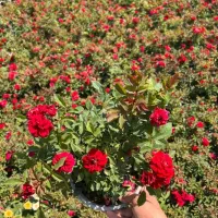 باغبانی حرفه ای