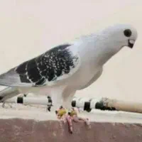 کبوتر یا کفتر جوجه سبز منطقه حصار گم شده