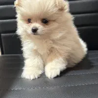 پامرین دختر سگ