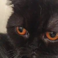 واگزاری گربه اسکاتیش