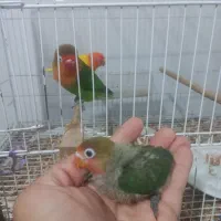 جوجه طوطی کوتوله برزیلی|پرنده|بندرعباس, |دیوار
