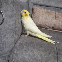 گمشده