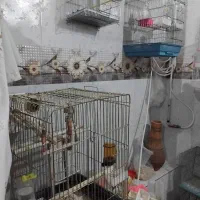 مرغ مینا طوطی برزیلی عروس هلندی مرغ عشق|پرنده|کرمانشاه, |دیوار