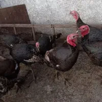 تخم نطفه دار از شما