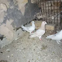 حیون ها نرو ماده|پرنده|تربت‌حیدریه, باغ سلطانی|دیوار