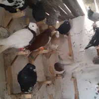 کبوتر رنگی پرشی