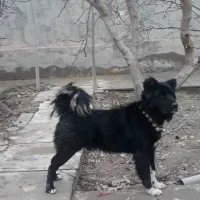واگذاری سگ قدرجونی