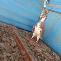 کبوتر خوشرنگ. شهری|پرنده|شبانکاره, |دیوار