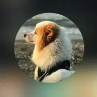 سگ اِشپیتز پامر