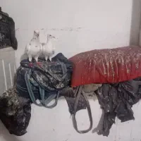 کبوتر گوره ای
