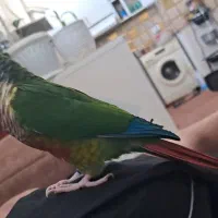 گرینچیک ماده ۲ساله سالم درشت نیمه دستی اروم