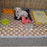 توله شیتزو|سگ|قزوین, |دیوار