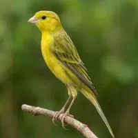 سهره.قناری دستی