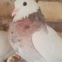 کرخه