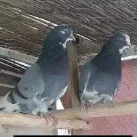 کبوتر انباری دولابی