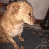 واگزار سگ اصلی