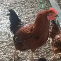 فروش خروس محلی برای داشت وکشتن