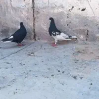 کفتر راست سیاه ماده|پرنده|شیراز, پانصد دستگاه ارتش|دیوار