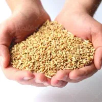 گندم آبی تمیز