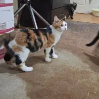 واگذاری گربه موبلند|گربه|کرج, گوهردشت|دیوار