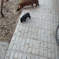 سگ پا کوتاه|سگ|شیروان (خراسان), |دیوار