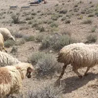 فروش ۵۰راس میش جوان داشتی