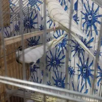 جفت عروس آلبینو. با جوجه|پرنده|میناب, |دیوار