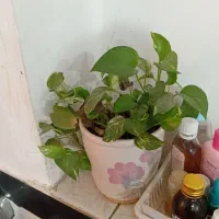 همه گل ها باگلدون ۱۵۰۰|گل و گیاه طبیعی|دزفول, |دیوار